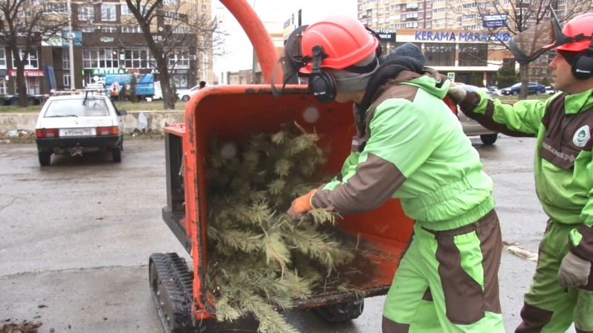 Вторая жизнь: анапчане  сдают новогодние елки  на переработку