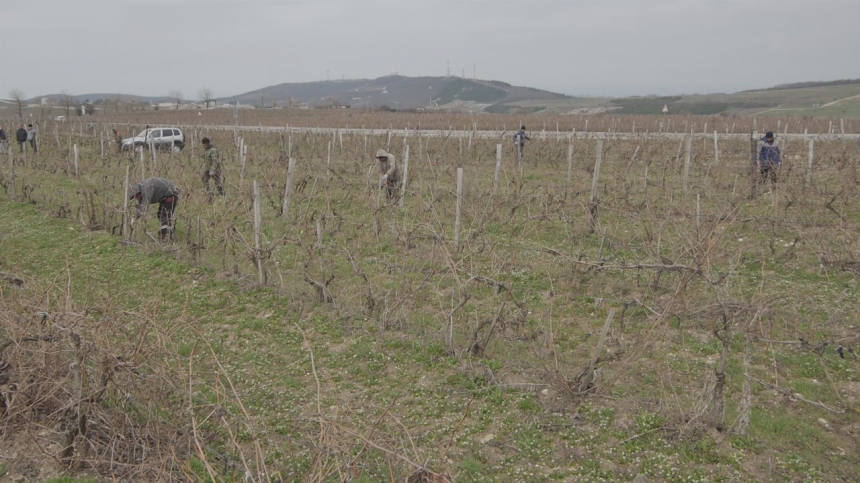 В Анапе завершается работа по инвентаризации виноградопригодных земель