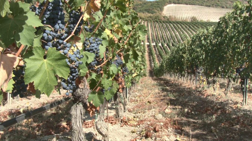 Путь вина от ягоды на плантации до готового напитка