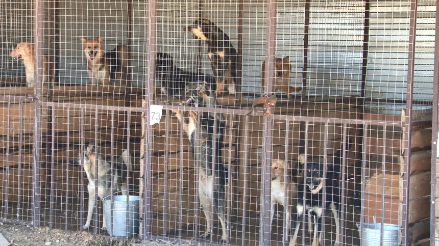 В Анапе прошла проверка работы приюта для безнадзорных животных