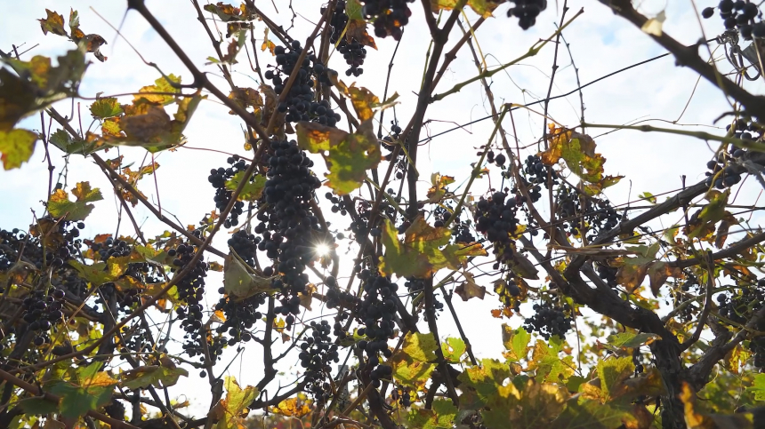 Анапа — среди лидеров на Кубани по урожаю винограда