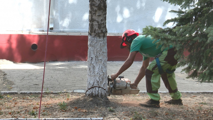 По поручению мэра Анапы на территории соцучреждений спиливают аварийные деревья