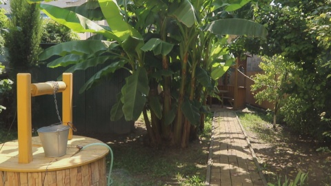 Житель Анапы вырастил у себя на участке банановую рощу