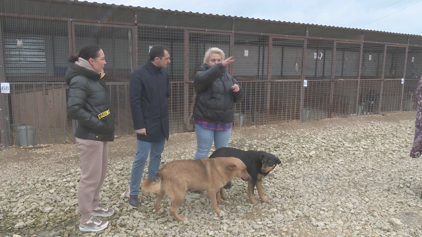 Совет молодых депутатов взял шефство над приютом для собак в хуторе Воскресенском