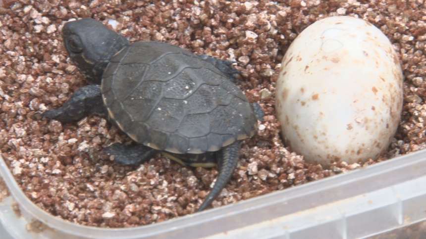 Четыре десятка болотных черепашек сегодня выпустили в водоемы Анапы