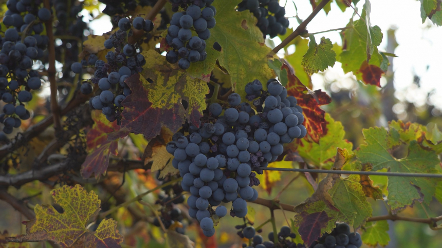 В Анапе завершается уборка винограда