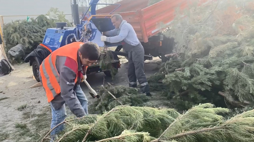 В Анапе специалисты предприятия «Благоустройство» утилизировали новогодние елки