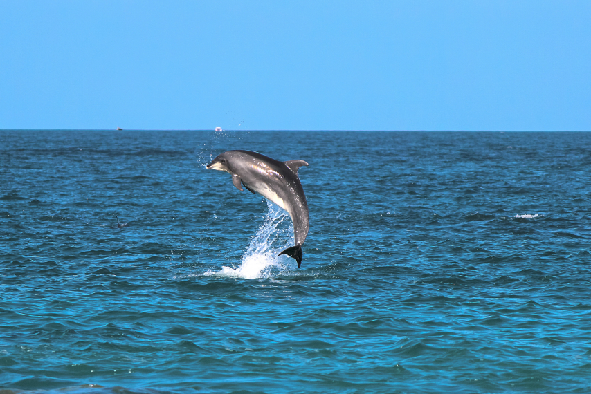 Реанимобиль для дельфинов появится на Кубани в феврале