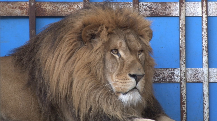 Межведомственная комиссия оценила условия содержания льва в Анапе