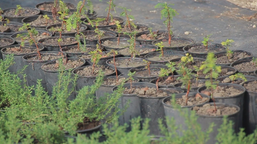 Впервые почти что за сто лет в Анапе были пересажены кипарисовые сеянцы