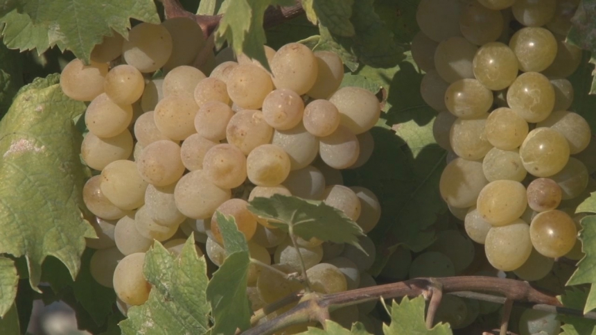 На виноградных плантациях Анапы заканчивается уборочная страда