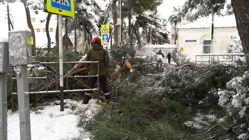 На улице Ивана Голубца в Анапе под тяжестью снега рухнуло дерево