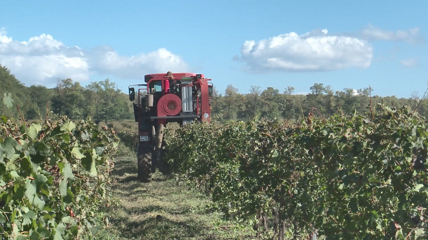 Урожайность винограда в Анапе в этом году выше, чем в предыдущем
