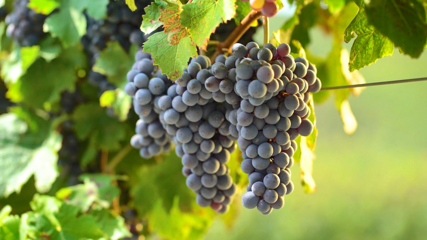 Анапа может стать одной из площадок масштабного проекта по развития виноградарства и виноделия