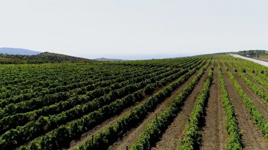 У Анапы есть все шансы стать лидером в отрасли виноградарства и виноделия