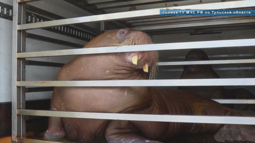 Тульские пожарные спасли моржей, которых везли в Анапу