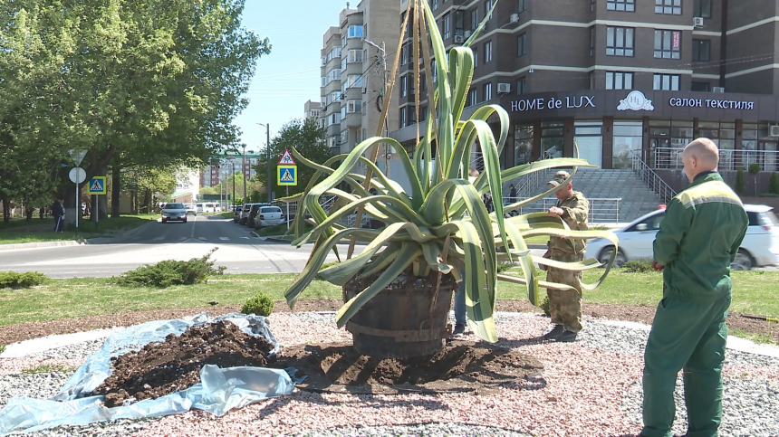 Специалисты «Зеленстроя» высадили агаву на улице Ленина