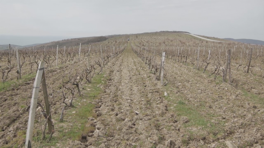 Губернатор Кубани Вениамин Кондратьев поручил провести инвентаризацию виноградопригодных земель