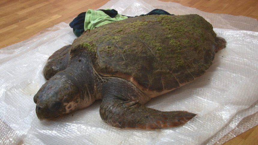 В Анапе на пляже обнаружили уникальную черепаху