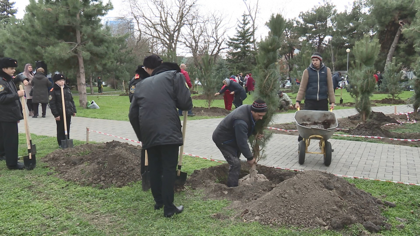 В День Конституции в сквере «Россия» в центре Анапы высадили несколько десятков молодых деревьев