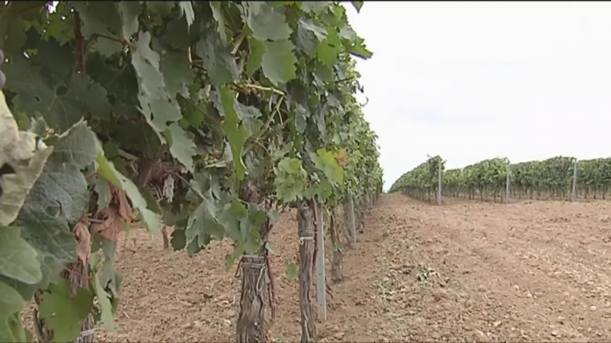 Виноградопригодные земли защитит краевой закон