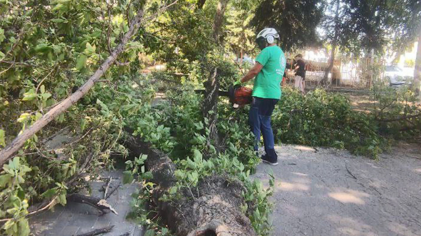 Шквалистый ветер в Анапе повалил несколько деревьев