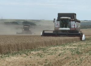 Уборка зерновых в Анапе завершена на 80%