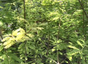 Засуха которая сделала Анапе подарок. Как поживают уникальные сеянцы болотных кипарисов из Сукко?