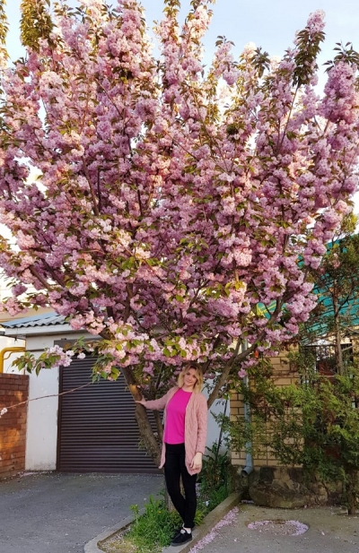 Цветущие деревья в анапе название и фото